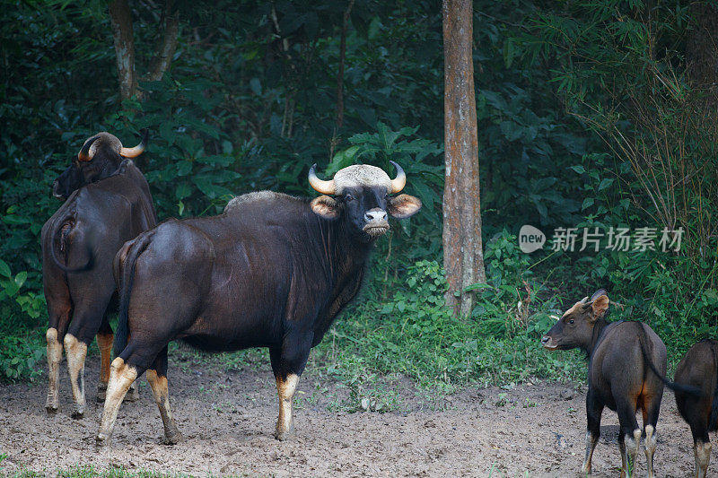 动物:成年野牛，也称为印度野牛(Bos gaurus)和幼年野牛。